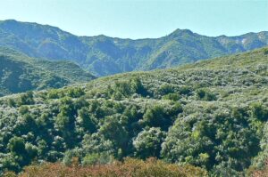 Matilija Canyon Herb Walk @ Maricopa Plaza parking lot for carpool | Ojai | California | United States