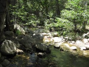 Medicinal Plant Walk and Acorn Preparation with Dr. James Adams @ Wheeler Gorge Nature Trail | Ojai | California | United States