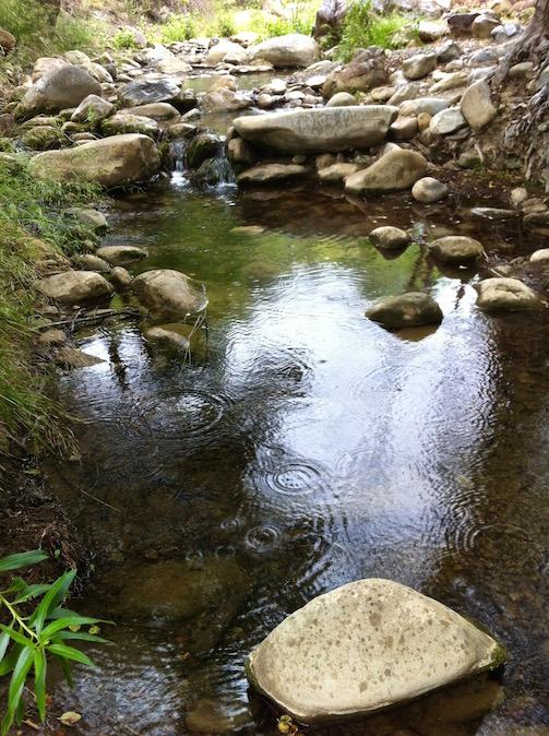 Raindrops in Matilija Creek