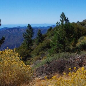 Summer Solstice Nature Hike on Pine Mountain: Saturday, June 22, 2024