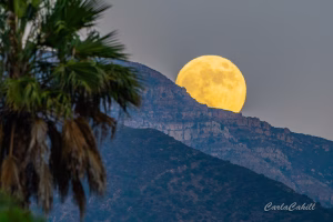 October Supermoon Sunset Nature Hike: Tuesday, October 7 (CHILD)
