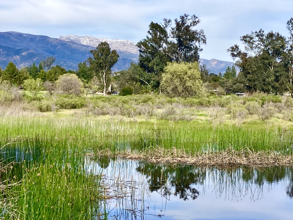 Wetland Walk at Ojai Meadows Preserve: Sunday, January 25