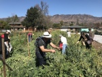 Gleaning broccoli flowers at Steel Acres Farm