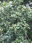 IMG_7436.jpg