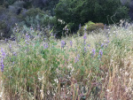 IMG_7449.jpg