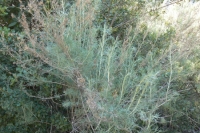 Coastal Sagebrush (Artemisia californica)
