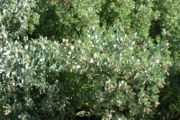 Manzanita