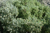 Manzanita
