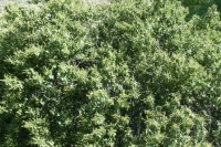 Islay Cherry