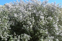 Ceanothus "Mountain Lilac"