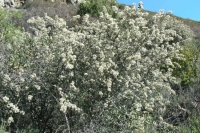 Ceanothus "Buck Brush"