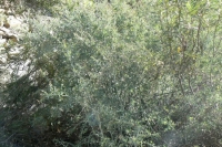 Ceanothus "Whitethorn"