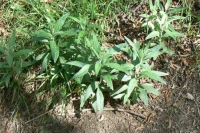 Mugwort