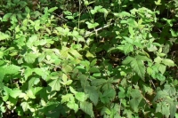 Blackberry