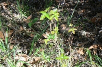 Poison Oak