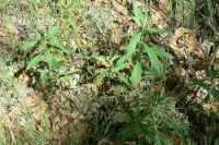 Mugwort