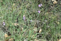 "Brodiaea" AKA "Blue Dicks"