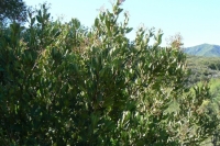 Toyon