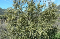 Mountain Mahogany