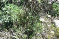Lupine and Locoweed (Astragalus spp.)