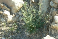 Locoweed (Astragalus spp.)