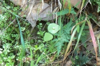 Chickweed, Miner's Lettuce and Goldback Fern 