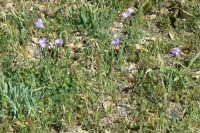 "Brodiaea" AKA "Blue Dicks"