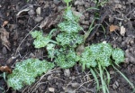 Milk Thistle