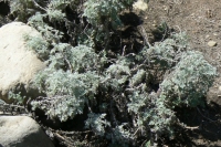 Wormwood