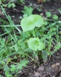 Miner's Lettuce