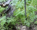 Poison Hemlock