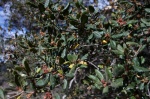 Coast Live Oak
