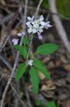Toothwort