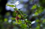 Fuchsia-flowered Gooseberry