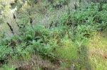 Hummingbird Sage patch