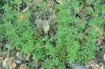 Cleavers