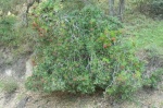 Toyon