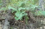 Wood Fern