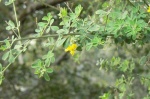 French Broom closeup