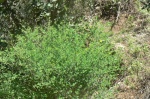 French Broom