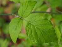Wild Blackberry