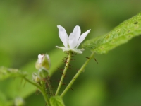 Wild Blackberry flower