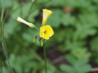 Sour-Grass flower