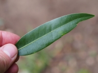 California Bay leaf