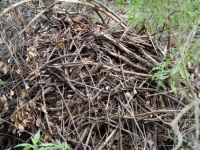 Wood Rat house