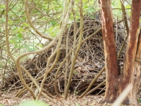 Wood Rat house