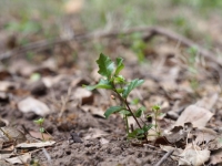Live Oak seedlng