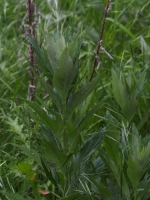 Mugwort