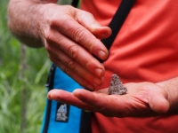 Mugwort "moxa" cone