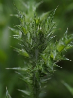 Italian Thistle